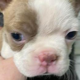 Boston Terriers from Susie’s Cuties