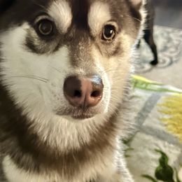 King - Pomsky