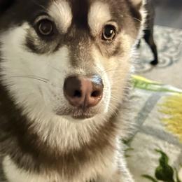 King - Pomsky