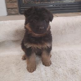 "Female puppy, 2022 K litter" German Shepherd Puppies from Schonwasser Shepherds