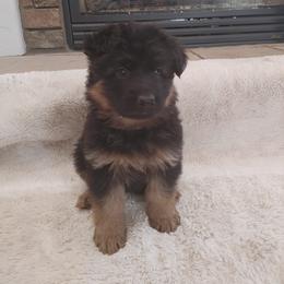 "Female puppy, 2022 K litter" German Shepherd Puppies from Schonwasser Shepherds