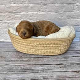 Prosper (AKC) - Red  male Poodle puppy in Riverside, California from Red Toy Poodle World