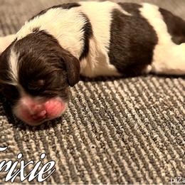 Trixie - Black and white female Cocker Spaniel puppy in Clinton, Oklahoma from Enchanted Spaniels