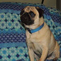 Garth Brooks Pug - Fawn male Pug puppy in Salem, Oregon from Loda's Pugs