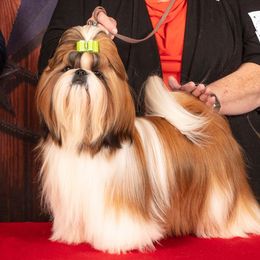 CH. Noelle - Shih Tzu