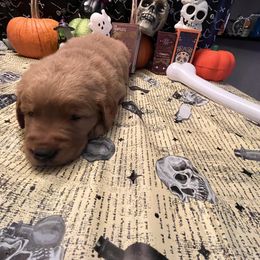 Golden Retriever Puppies from A1 Supreme Kennels