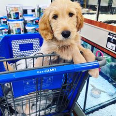 Bearded Retriever, Goldendoodle, and Labradoodle Puppies from Traverse City Doodles