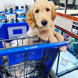Bearded Retriever, Goldendoodle, and Labradoodle Puppies from Traverse City Doodles