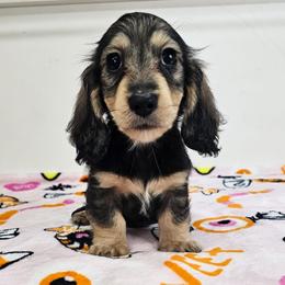 Sable male - Sable male Dachshund puppy in Belle Rive, Illinois from Akin's Miniature Dachshunds, LLC