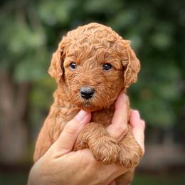 Pink Collar Girl - Red  female Poodle puppy in Modesto, California from Dry Creek Poodles