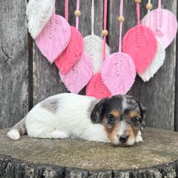 Carrot - Dapple male Dachshund puppy in London, Kentucky from Steele Half Acre Homestead