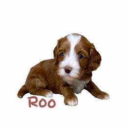 Roo - Red female Australian Labradoodle puppy in Upland, California from Kings Labradoodles
