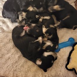 Miniature Schnauzer Puppies from Julie Moore's Miniature Schnauzers