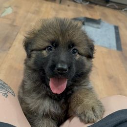 German Shepherd Puppies from Astral Kennels