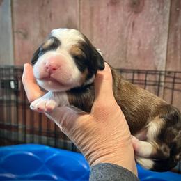 Boy 1 - Sable male Bernedoodle puppy in Kansas City, Missouri from Beary GoldenDoodles