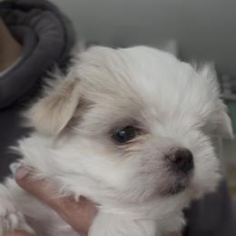 Baby Girl - White female Maltese puppy in Kerhonkson, New York from Arc-en-Ciel Biewers & Maltese