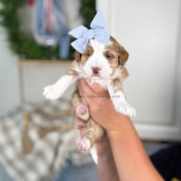 Q u i n n - Red female Bernedoodle puppy in Cedar City, Utah from Cedar Doodles- Home of the Teddybear Goldendoodle