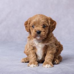 Ace - Red male Cavapoo puppy in Apple Creek, Ohio from Grandeur Valley Puppies