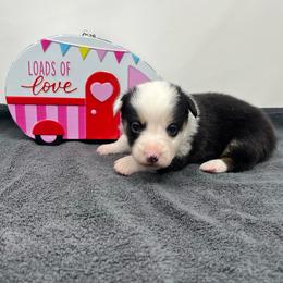 Drift - Black and tan male Pembroke Welsh Corgi puppy in Waco, Texas from The Comma Corgis