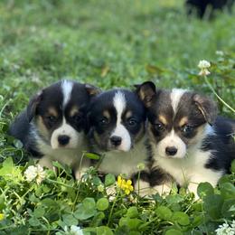 Border Collie and Pembroke Welsh Corgi Puppies from Whisenhunt Farms