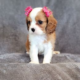 Harriet - Blenheim female Cavalier King Charles Spaniel puppy in Cresthill, Illinois from KonopkaKennelsLLC