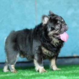 Max - French Bulldog
