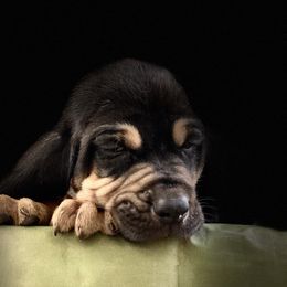 Bloodhound Puppies from Sandhill Hounds of Nebraska