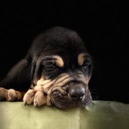 Bloodhound Puppies from Sandhill Hounds of Nebraska