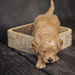 Goldendoodle Puppies from Sweet Oakley Doodles