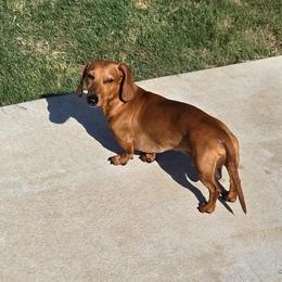 Ricky - Dachshund