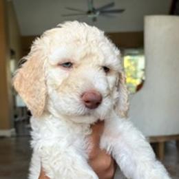 Labradoodle Puppies from Lovely Labradoodles