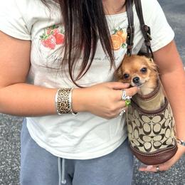Celeste - Red female Chihuahua puppy in Summerfield, Florida from Uey’s Chihuahuas