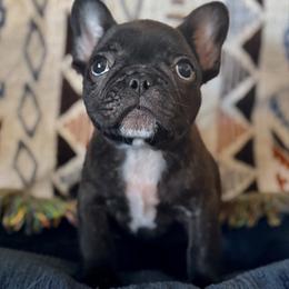 Brindle boy 1 - Brindle and white male French Bulldog puppy in Washington, Pennsylvania from Crooked Pine French Bulldogs