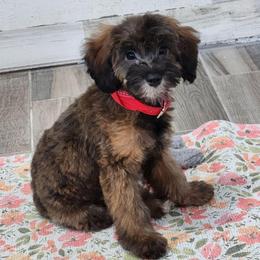 Turbo - Phantom male Goldendoodle puppy in Saint Cloud, Florida from Rising Star Kennels