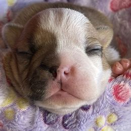 Boston Terrier Puppies from Dreamweaver Bostons