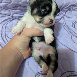 Baxter - Black and white male Chihuahua puppy in Amity, Pennsylvania from Baxters Chihuahuas