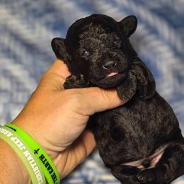 Blitz (Toy Poodle) - Black male Poodle puppy in West Point, Mississippi from Golden Paws