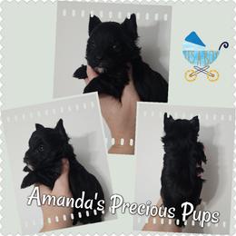 Nicholas - Black and tan male Yorkshire Terrier puppy in Wartburg, Tennessee from Amanda's Precious Pups