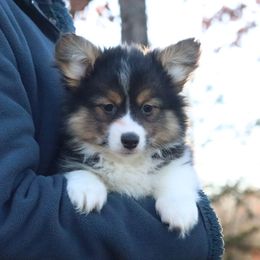 Autumn (Fluffy) - female Pembroke Welsh Corgi puppy in Fayetteville, Arkansas from Intergalactic Corgis