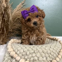 Girl 2 - Red female Maltipoo puppy in Philadelphia, Pennsylvania from HMH’s Boxers, Maltipoos & Cavaliers