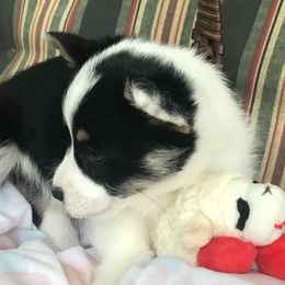Hickory Springs Fiona - Black and tan Pembroke Welsh Corgi puppy in Lima, New York from Hickory Springs Corgis