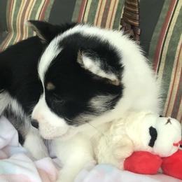 Hickory Springs Fiona - Black and tan Pembroke Welsh Corgi puppy in Lima, New York from Hickory Springs Corgis