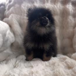Beautiful - Black and tan parti female Pomeranian puppy in Harrisonville, Missouri from Cindy's Pomeranians