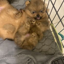 Pomeranian Puppies from Halo Poms