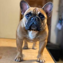 French Bulldog Puppies from Legend French Bulldogs