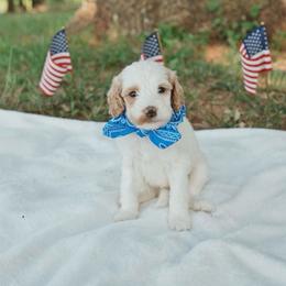 Centaur - Blenheim male Cavapoo puppy in Blanchard, Oklahoma from Curly Q Cavapoos