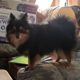 Ravyn - Pomeranian