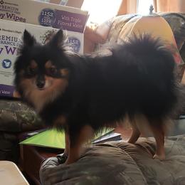 Ravyn - Pomeranian
