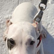 Dogo Argentino Puppies from Northern Legacy Dogos
