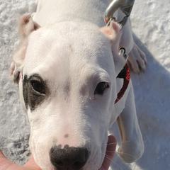 Dogo Argentino Puppies from Northern Legacy Dogos